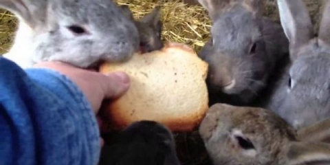 Kako hraniti zečeve kod kuće za početnike
